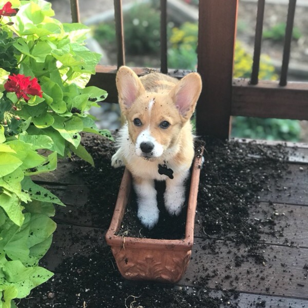 Meet your Posher, Shannon